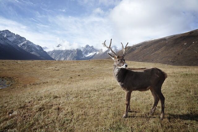 Professional Advice To Help You Improve Your Hunting Skills